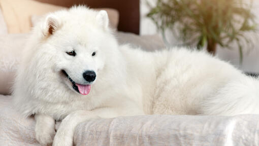 Big wolf looking store dog